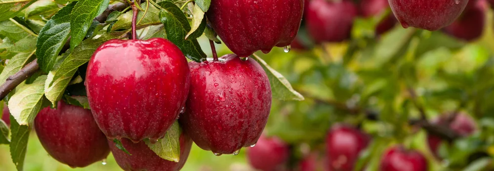 Rote Äpfel an einem Ast